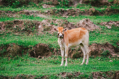 Full length of calf on field