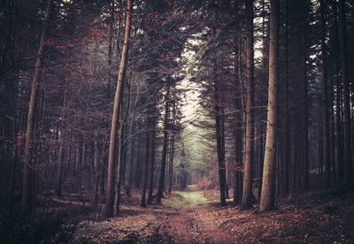 Dirt road passing through forest