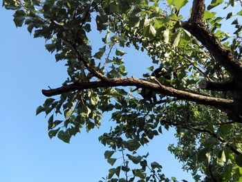 Low angle view of tree against clear sky