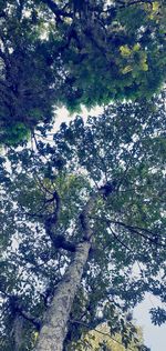 Low angle view of trees in forest against sky