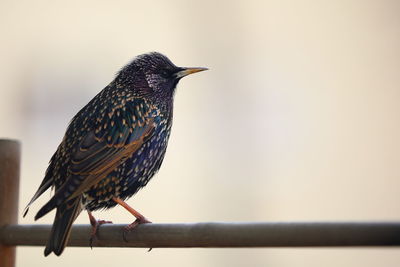 Close-up of bird perching on branch