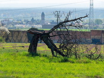 View of trees on field against buildings