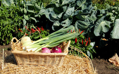 Vegetables in basket