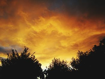 Silhouette of trees at sunset