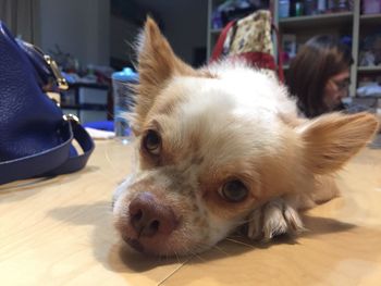 Close-up portrait of chihuahua relaxing by woman on floor
