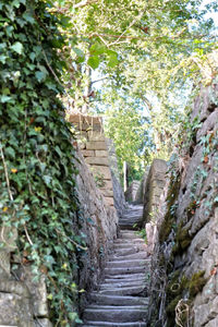 View of staircase amidst trees and building