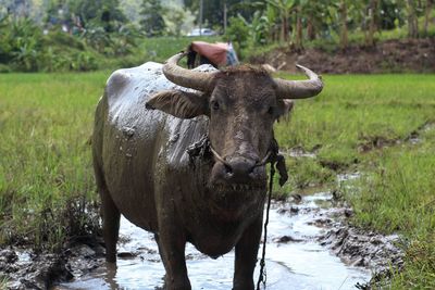 Portrait of buffalo in water