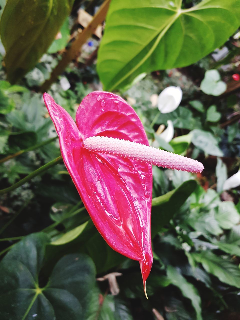 CLOSE-UP OF PINK FLOWER WITH DEW DROPS ON LEAF