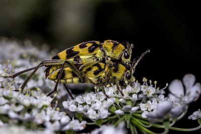 Close-up of butterfly pollinating on flower