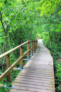 Wooden footbridge amidst trees in forest