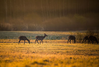 A beautiful misty morning with wild red deer herd grazing in the meadow. 