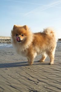 Portrait of a dog looking away