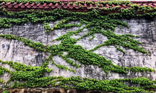 Full frame shot of ivy growing on tree