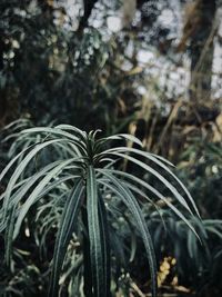 Close-up of plant in forest