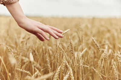 Cropped hand of farmer picking crop in farm