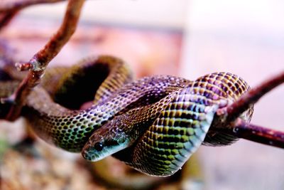 Close-up of snake