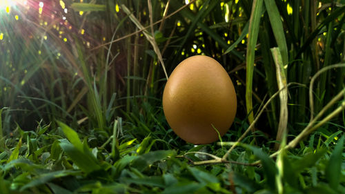 Close-up of mushroom in grass