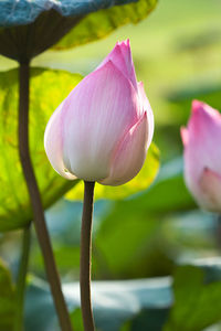 Close-up of pink water lily in pond