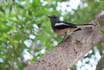 Bird perching on a tree