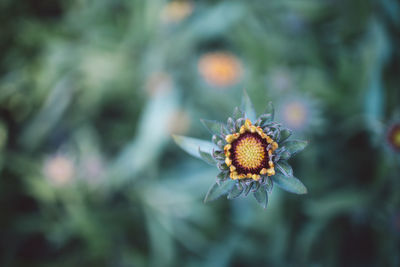 Close-up of wilted flower on plant