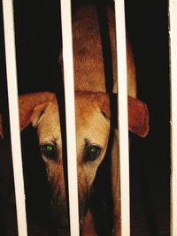 Close-up portrait of dog