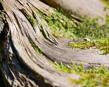 Close-up of tree trunk