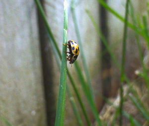 Close-up of insect on leaf