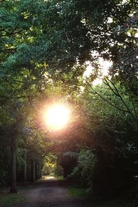 Sunlight streaming through trees in forest