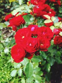 Close-up of red flower