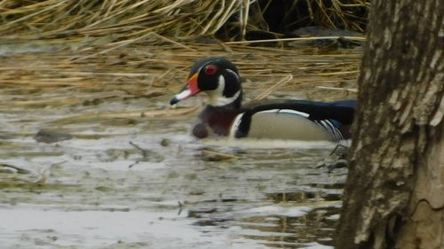 Side view of a duck swimming in lake