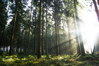 Sunlight streaming through trees in forest