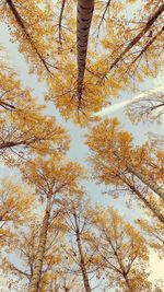 Low angle view of tree