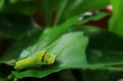 Close-up of insect on leaf