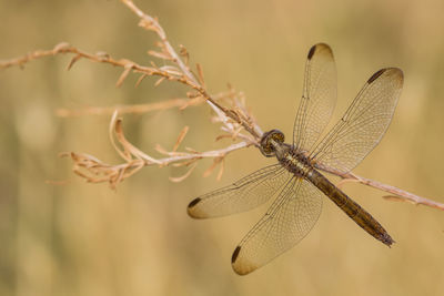 Close-up of dragonfly on twig