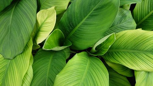 Full frame shot of green leaves