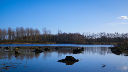 Swan in lake against clear sky