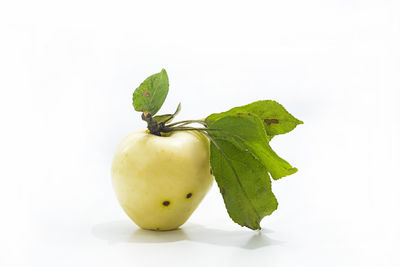 Close-up of fresh green fruits and leaves against white background