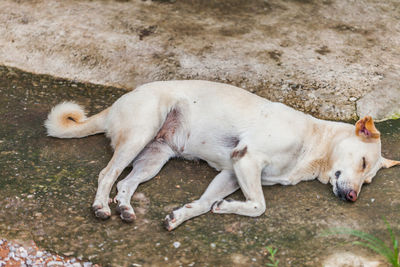 High angle view of dogs sleeping on land