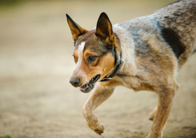 Close-up of dog