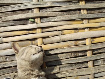 Close-up of cat on wood