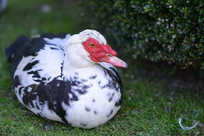 Close-up of a bird on field