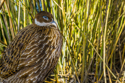 Close-up of bird perching on grass