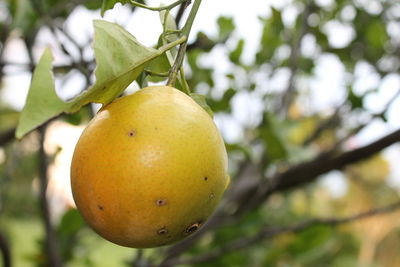 Close-up of apple on tree