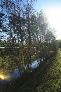 Reflection of trees in lake