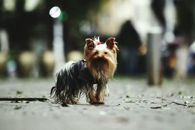 Close-up of dog