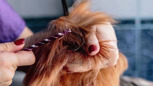 Dog grooming and getting professional service at pet salon by groomer