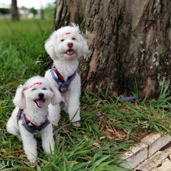 Portrait of dog sitting on grass