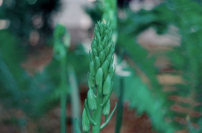 Close-up of succulent plant