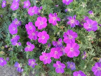 High angle view of purple flowering plants on field