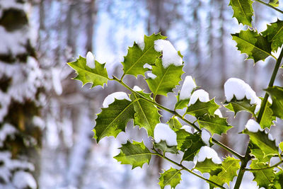 Close-up of white flowering plant